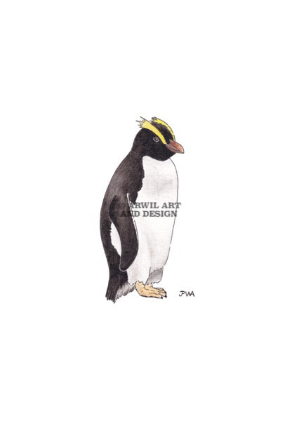 Watercolour illustration of an erect crested penguin, with gentle shading and fine line details. Watermark copyright Arwil Art and Design