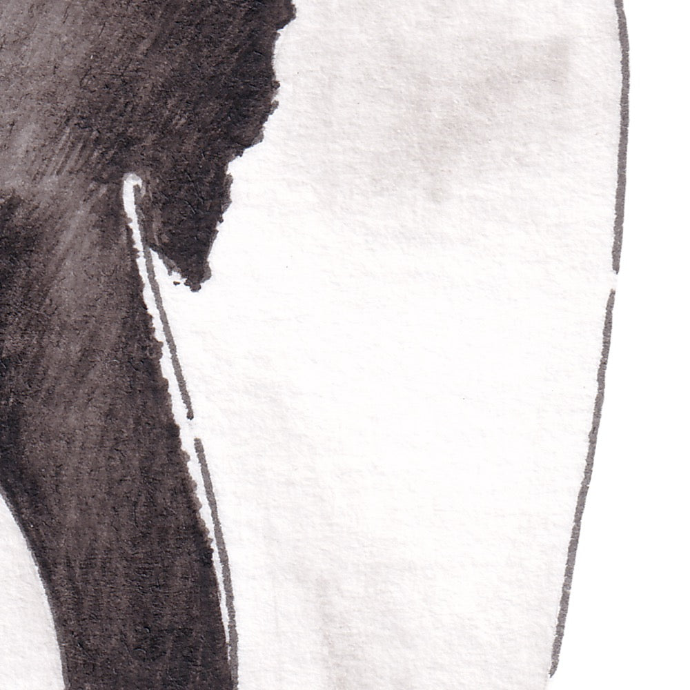 Arwil Art and Design watercolour illustration of an erect crested penguin, with gentle shading and fine line details - cropped to show detail