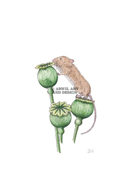Watercolour illustration of a field mouse, with gentle shading and fine line details. Watermark copyright Arwil Art and Design