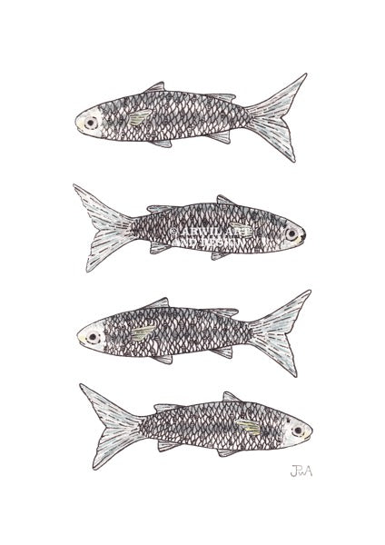 Watercolour illustration of fishes, with gentle shading and fine line details. Watermark copyright Arwil Art and Design