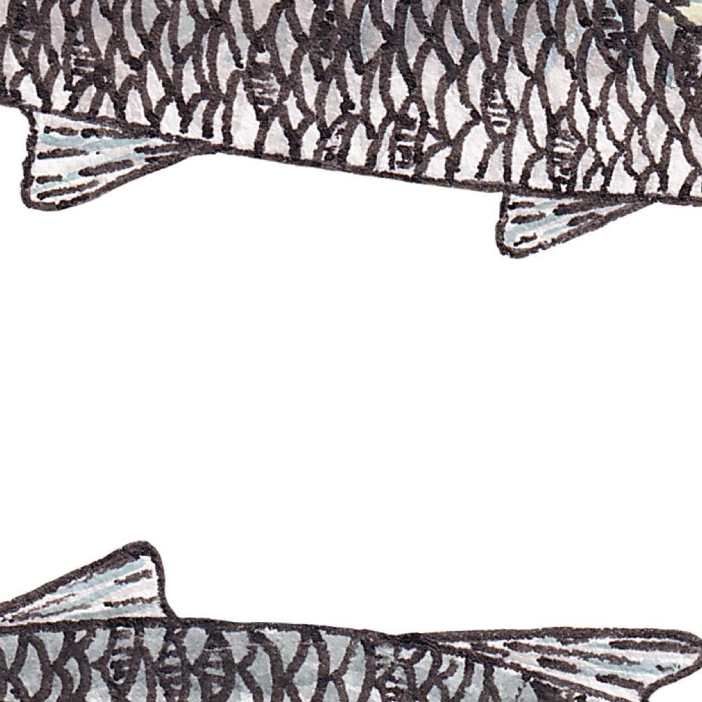 Arwil Art and Design watercolour illustration of fishes, with gentle shading and fine line details - cropped to show detail