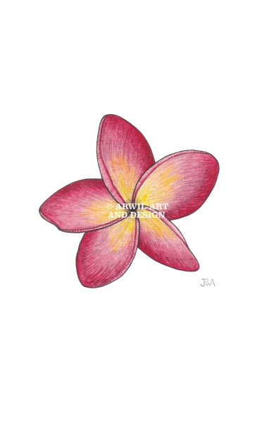Watercolour illustration of a frangipani flower, with gentle shading and fine line details. Watermark copyright Arwil Art and Design