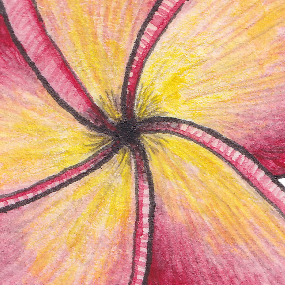 Arwil Art and Design watercolour illustration of a frangipani flower, with gentle shading and fine line details - cropped to show detail