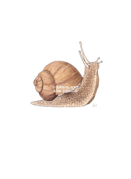 Watercolour illustration of a garden snail, with gentle shading and fine line details. Watermark copyright Arwil Art and Design