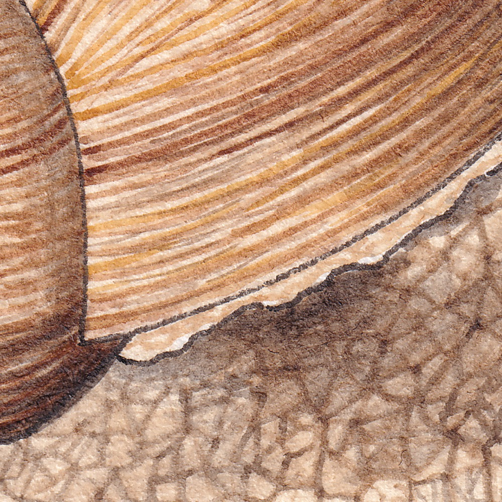 Arwil Art and Design watercolour illustration of a garden snail, with gentle shading and fine line details - cropped to show detail