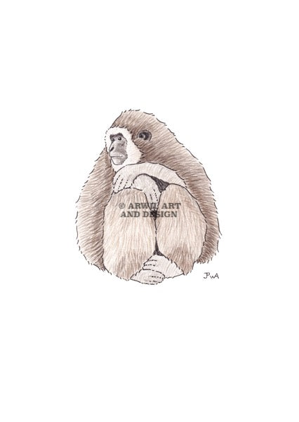 Watercolour illustration of a gibbon ape, with gentle shading and fine line details. Watermark copyright Arwil Art and Design