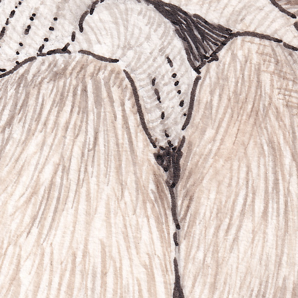 Arwil Art and Design watercolour illustration of a gibbon ape, with gentle shading and fine line details - cropped to show detail