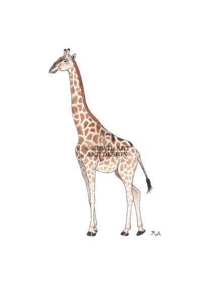 Watercolour illustration of a giraffe, with gentle shading and fine line details. Watermark copyright Arwil Art and Design