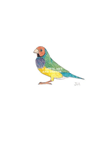 Watercolour illustration of a gouldian finch, with gentle shading and fine line details. Watermark copyright Arwil Art and Design