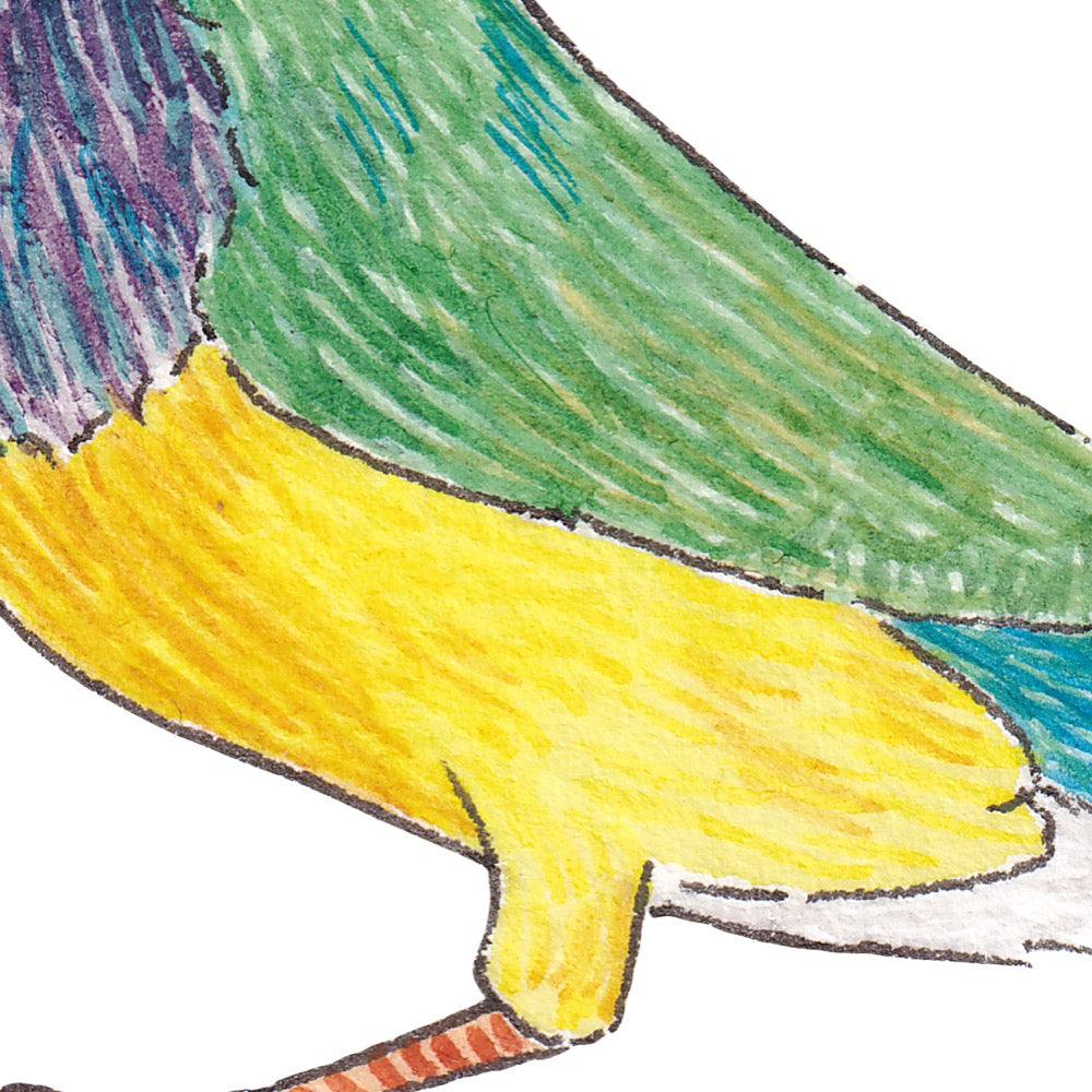 Arwil Art and Design watercolour illustration of a gouldian finch, with gentle shading and fine line details - cropped to show detail