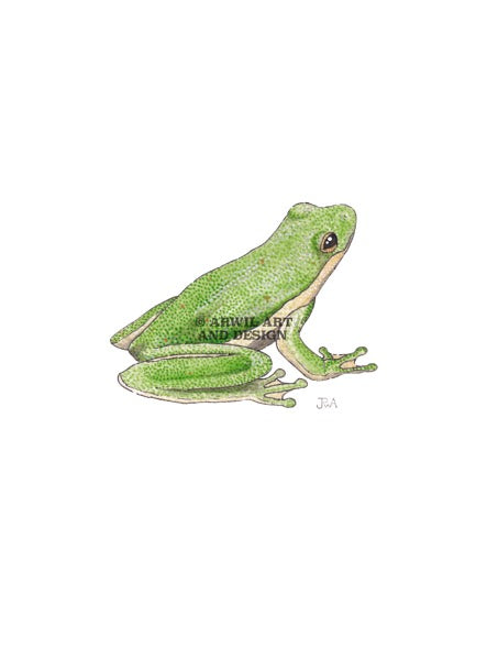 Watercolour illustration of a green tree frog, with gentle shading and fine line details. Watermark copyright Arwil Art and Design