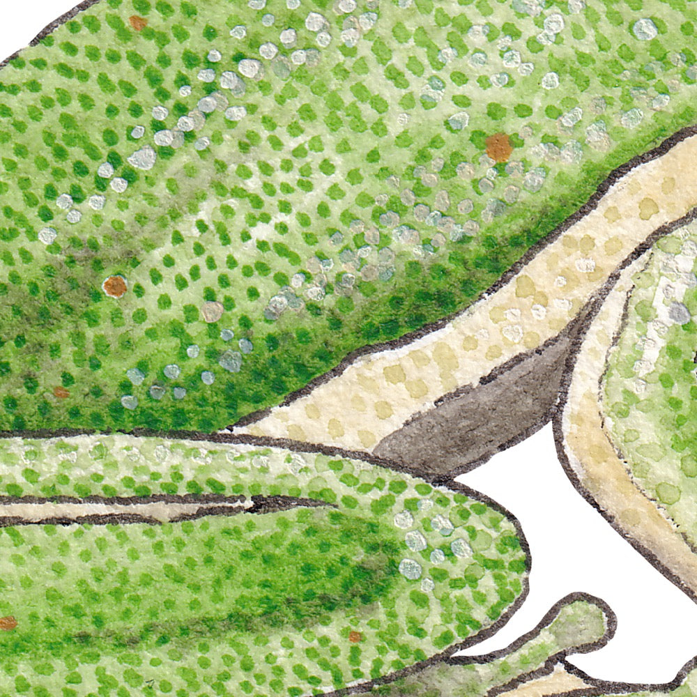 Arwil Art and Design watercolour illustration of a green tree frog, with gentle shading and fine line details - cropped to show detail