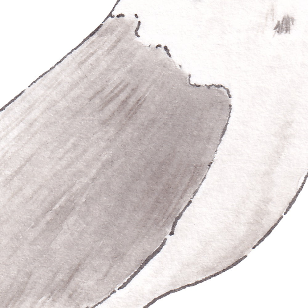 Arwil Art and Design watercolour illustration of a seagull, with gentle shading and fine line details - cropped to show detail