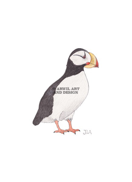 Watercolour illustration of a horned puffin, with gentle shading and fine line details. Watermark copyright Arwil Art and Design