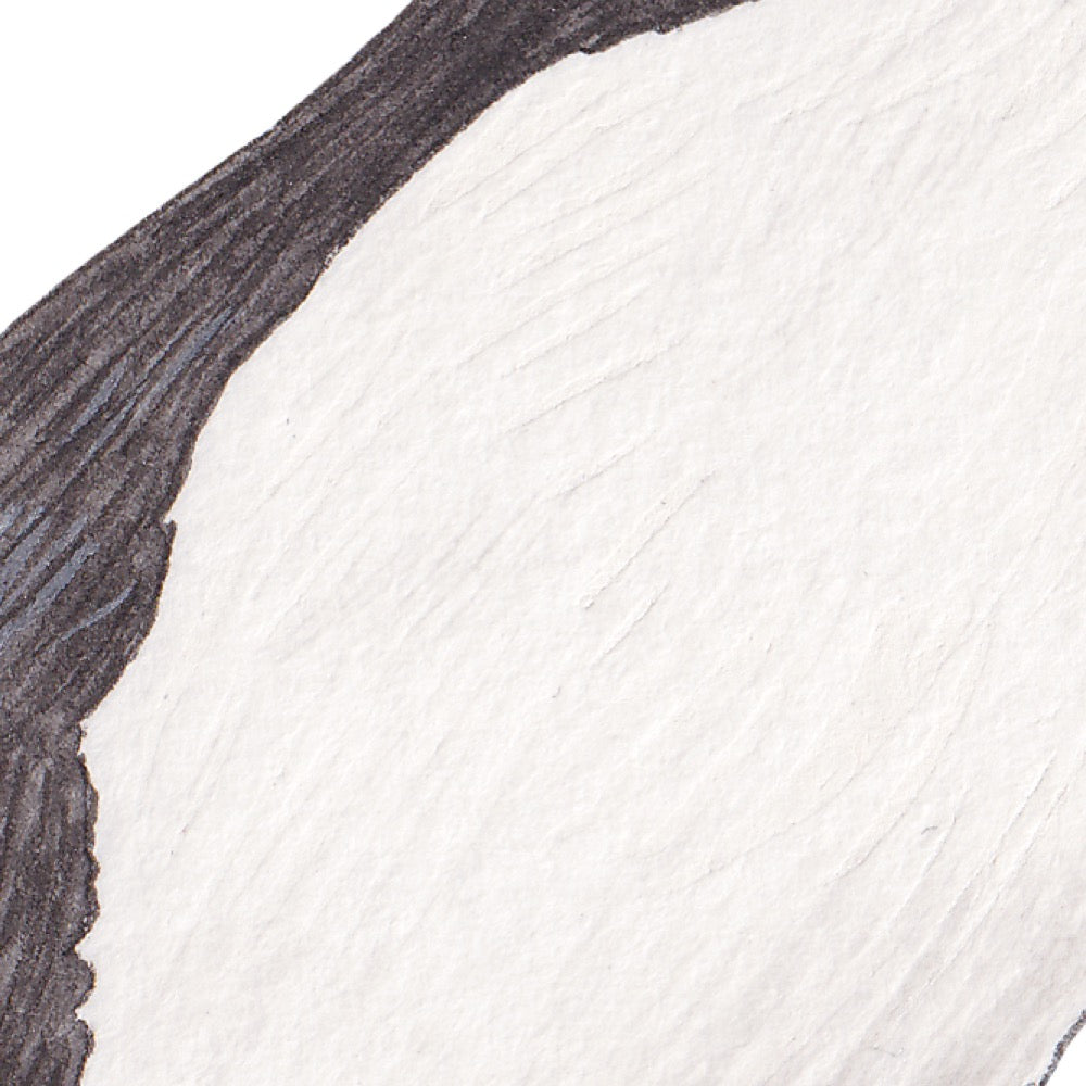 Arwil Art and Design watercolour illustration of a horned puffin, with gentle shading and fine line details - cropped to show detail