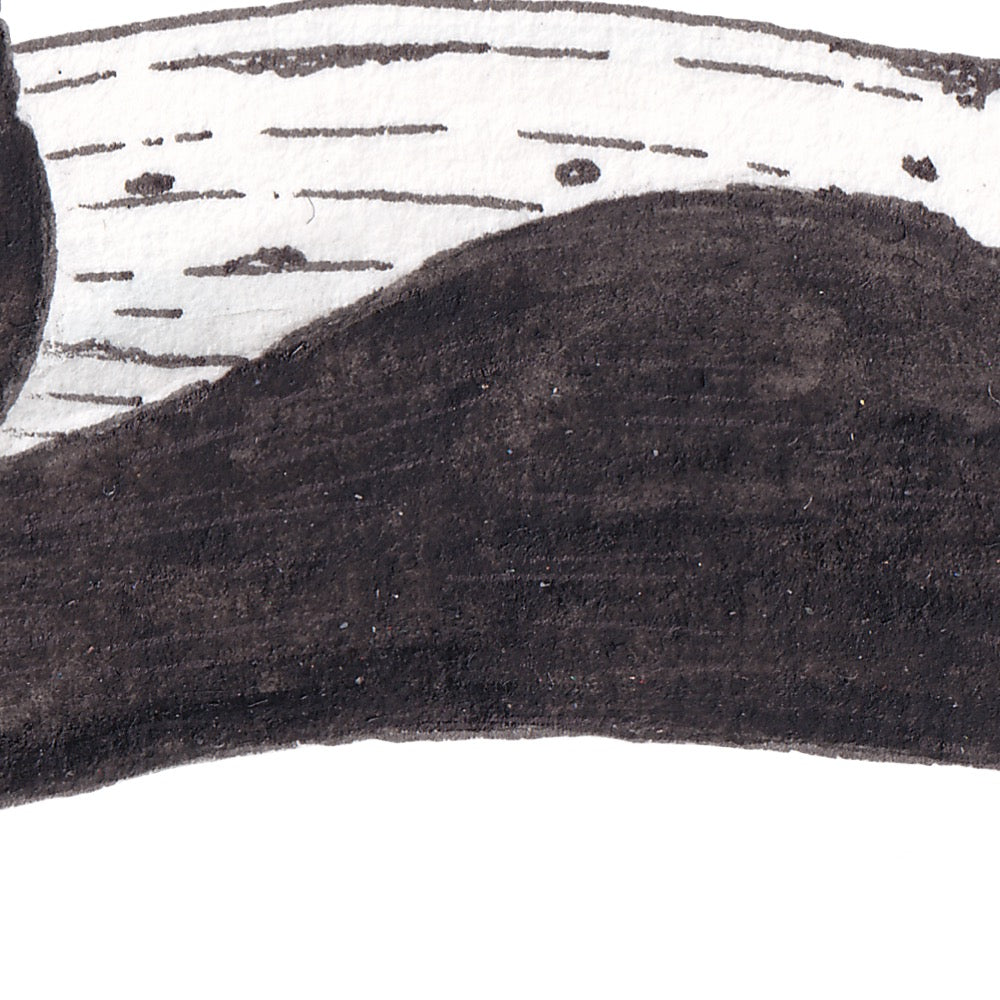 Arwil Art and Design watercolour illustration of a humpback whale, with gentle shading and fine line details - cropped to show detail