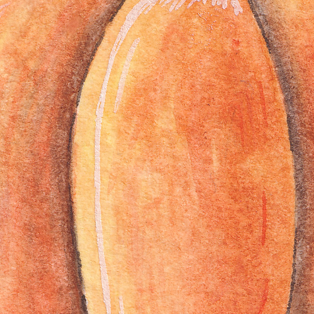 Arwil Art and Design watercolour illustration of a jack be little pumpkin, with gentle shading and fine line details - cropped to show detail