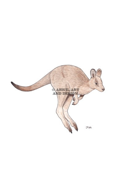 Watercolour illustration of a kangaroo, with gentle shading and fine line details. Watermark copyright Arwil Art and Design
