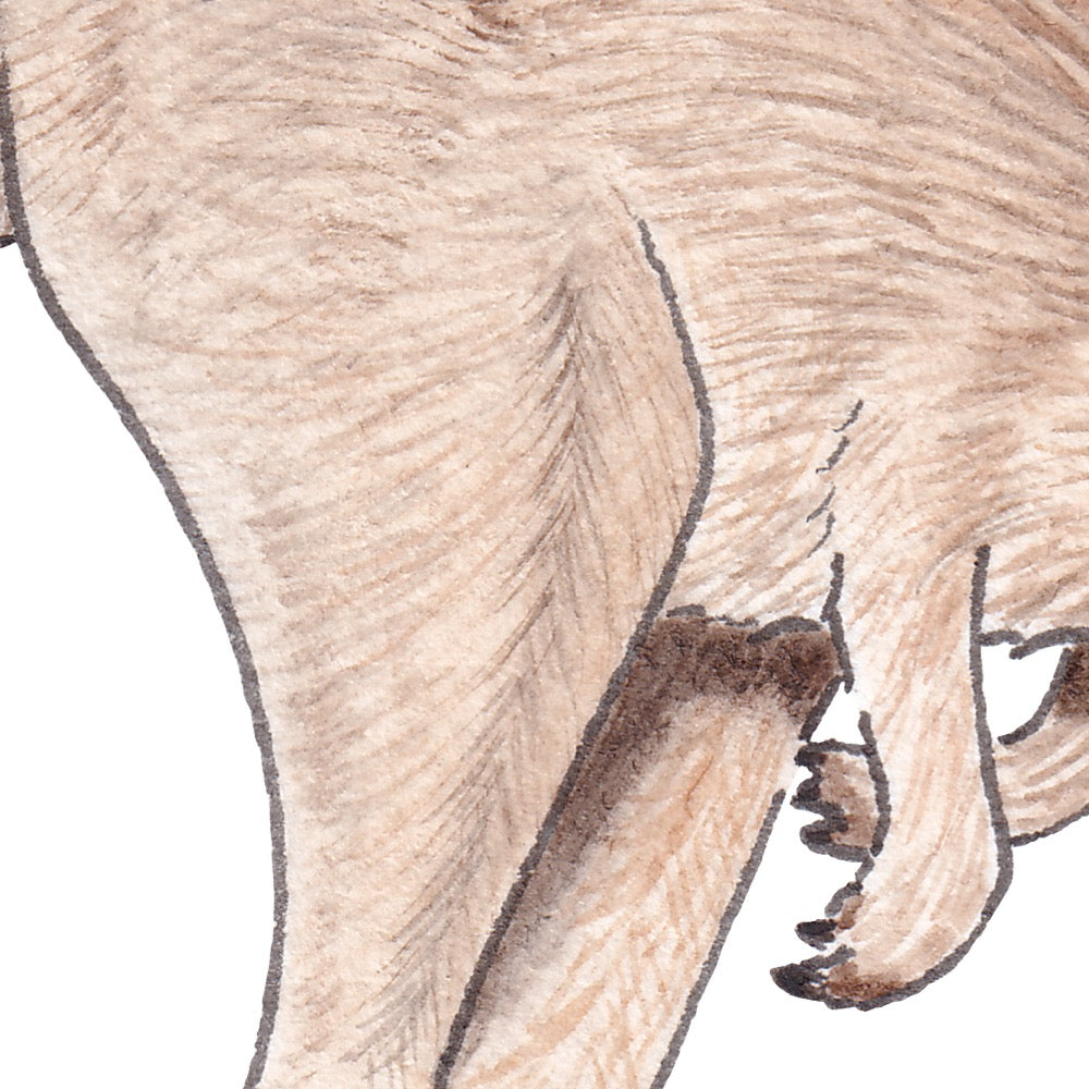 Arwil Art and Design watercolour illustration of a kangaroo, with gentle shading and fine line details - cropped to show detail