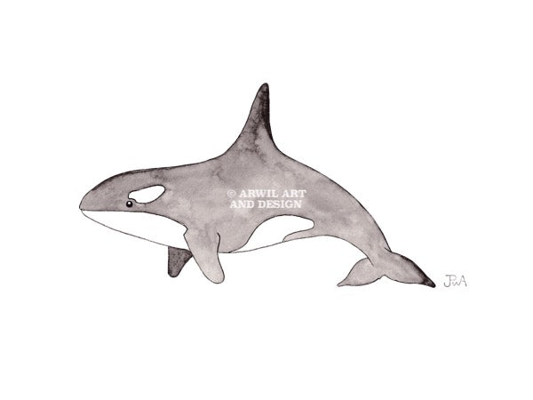 Watercolour illustration of a killer whale, with gentle shading and fine line details. Watermark copyright Arwil Art and Design