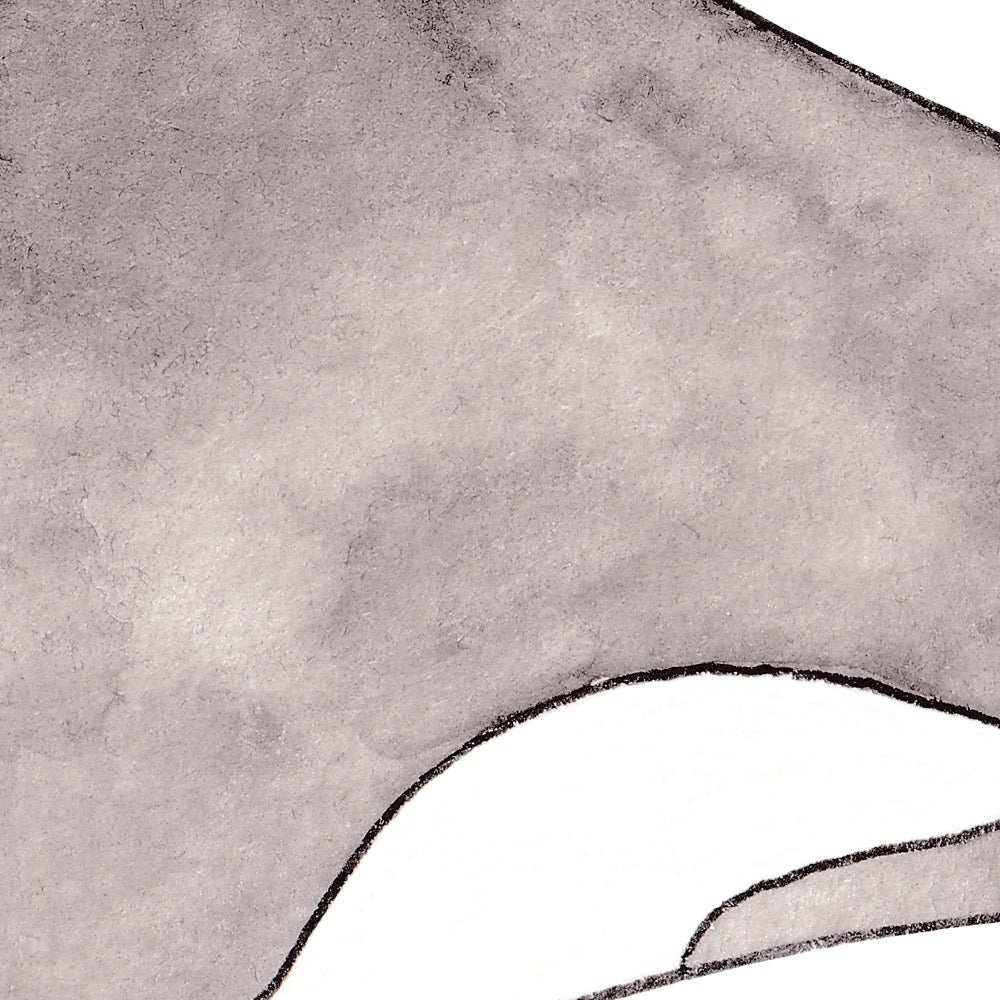Arwil Art and Design watercolour illustration of a killer whale, with gentle shading and fine line details - cropped to show detail 