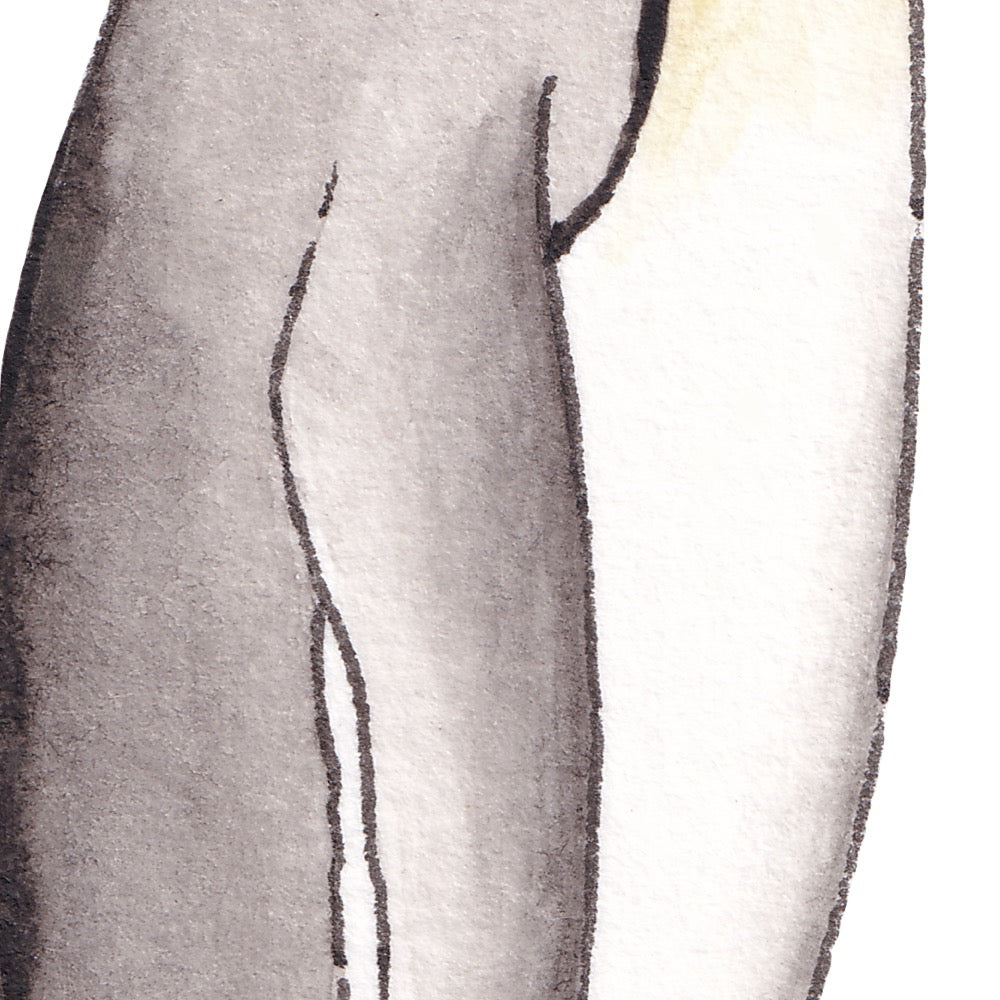 Arwil Art and Design watercolour illustration of a king penguin, with gentle shading and fine line details - cropped to show detail