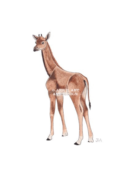 Watercolour illustration of a kipekee, with gentle shading and fine line details. Watermark copyright Arwil Art and Design