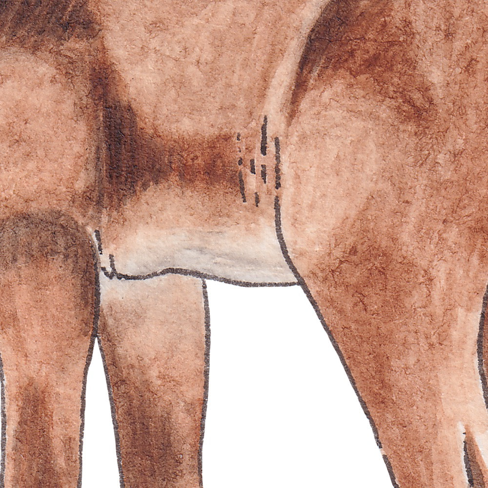 Arwil Art and Design watercolour illustration of a kipekee, with gentle shading and fine line details - cropped to show detail