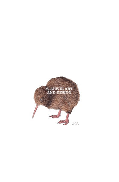 Watercolour illustration of a kiwi bird, with gentle shading and fine line details. Watermark copyright Arwil Art and Design