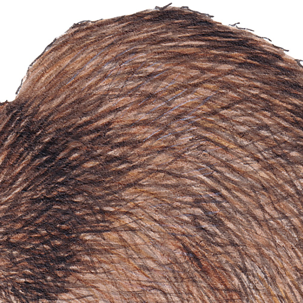 Arwil Art and Design watercolour illustration of a kiwi bird, with gentle shading and fine line details - cropped to show detail