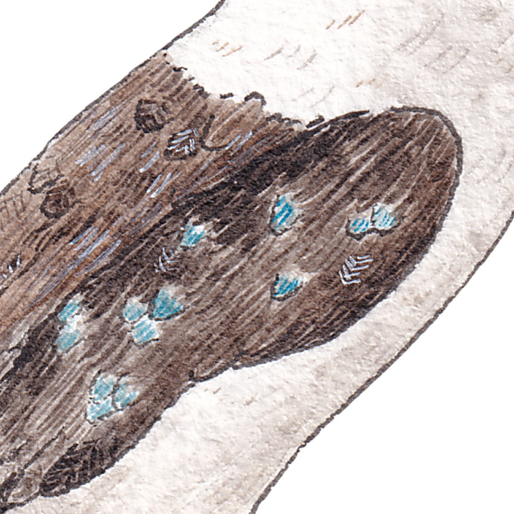 Arwil Art and Design watercolour illustration of a kookaburra, with gentle shading and fine line details - cropped to show detail