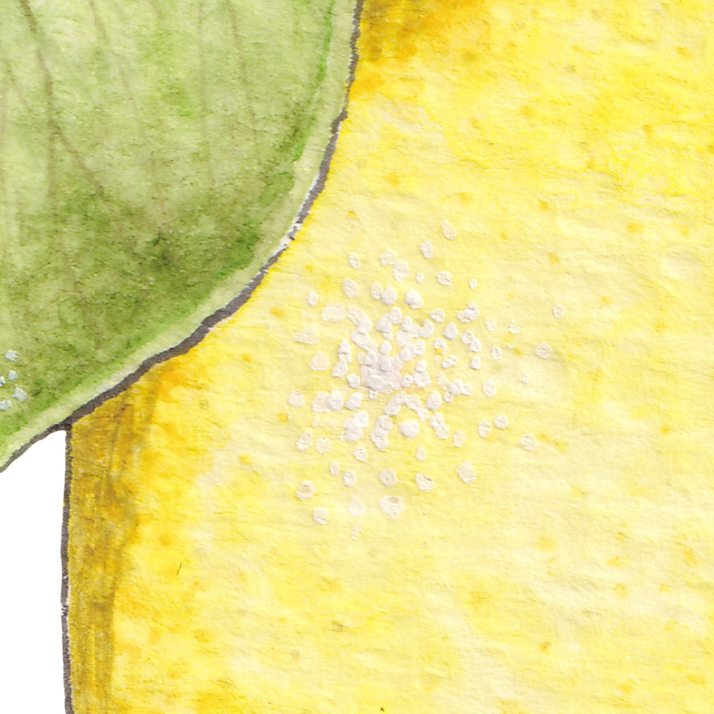 Arwil Art and Design watercolour illustration of a lemon with leaf, with gentle shading and fine line details - cropped to show detail