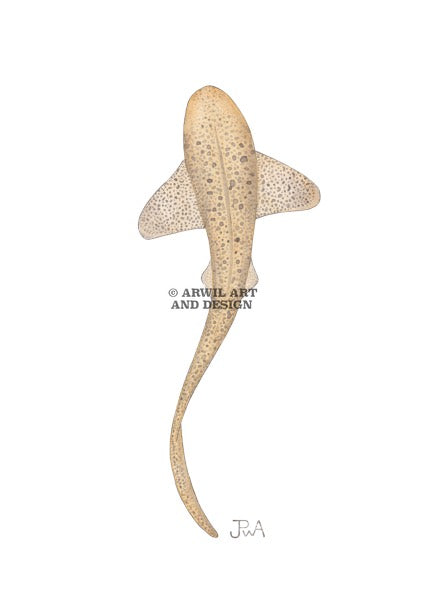 Watercolour illustration of a leopard shark, with gentle shading and fine line details. Watermark copyright Arwil Art and Design