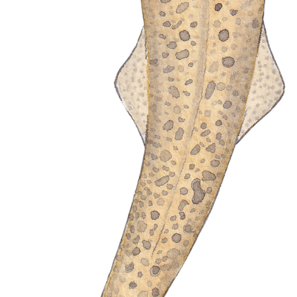 Arwil Art and Design watercolour illustration of a leopard shark, with gentle shading and fine line details - cropped to show detail
