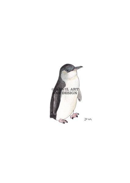 Watercolour illustration of a little fairy penguin, with gentle shading and fine line details. Watermark copyright Arwil Art and Design