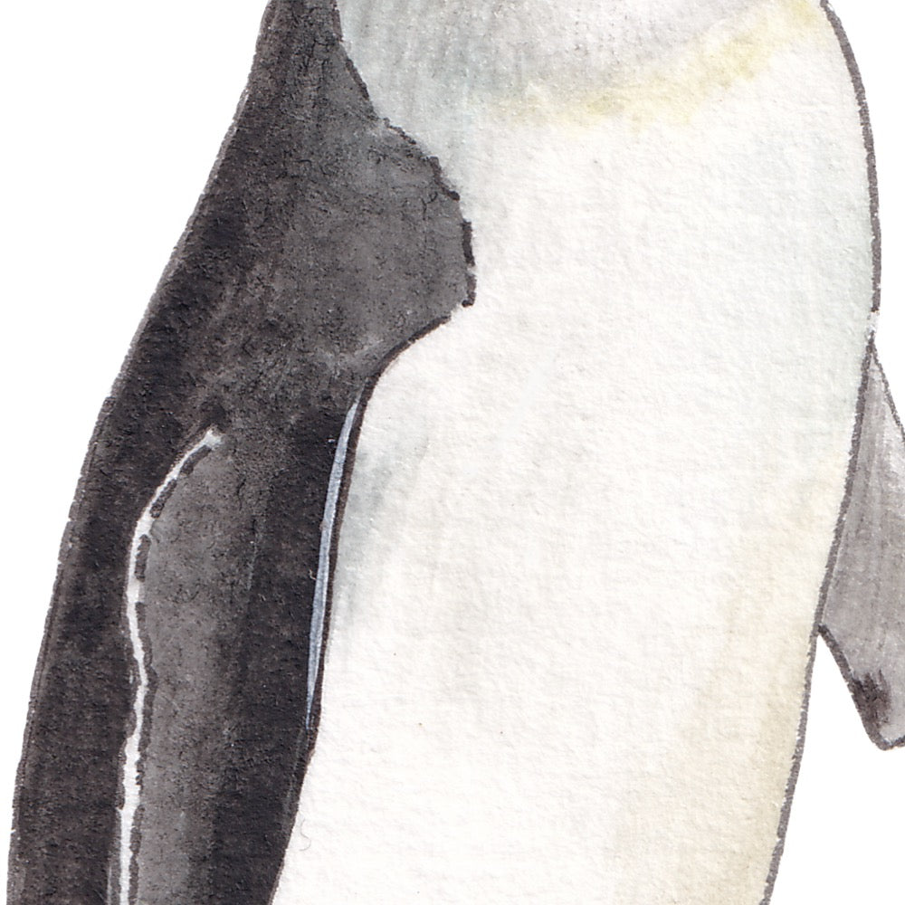 Arwil Art and Design watercolour illustration of a little fairy penguin, with gentle shading and fine line details - cropped to show detail