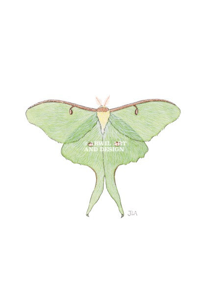 Watercolour illustration of a green luna moth, with gentle shading and fine line details. Watermark copyright Arwil Art and Design