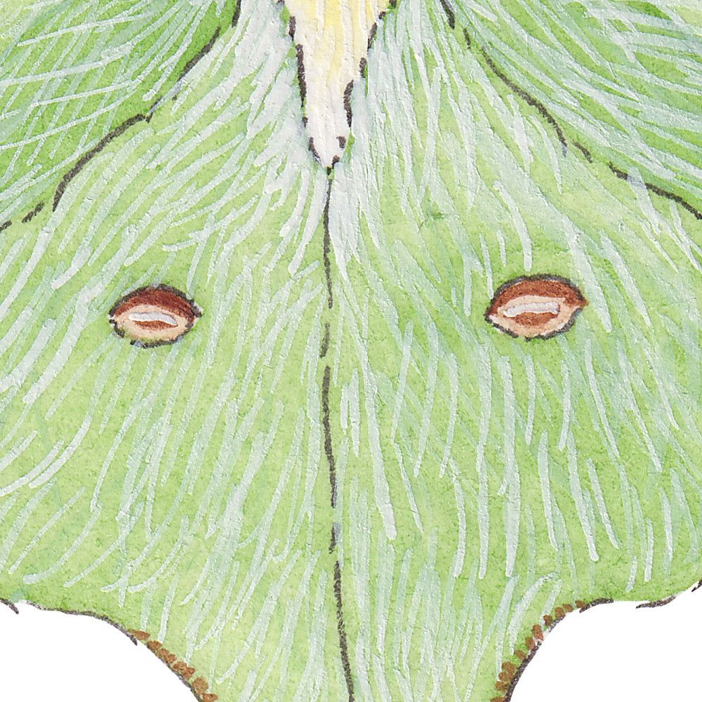 Arwil Art and Design watercolour illustration of a green luna moth, with gentle shading and fine line details - cropped to show detail