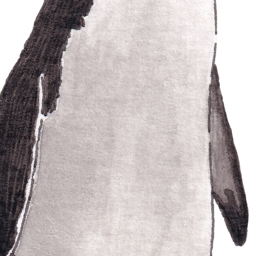 Arwil Art and Design watercolour illustration of a macaroni penguin, with gentle shading and fine line details - cropped to show detail