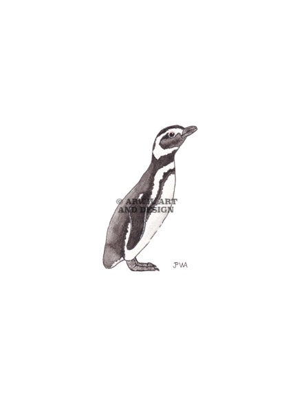 Watercolour illustration of a magellanic penguin, with gentle shading and fine line details. Watermark copyright Arwil Art and Design