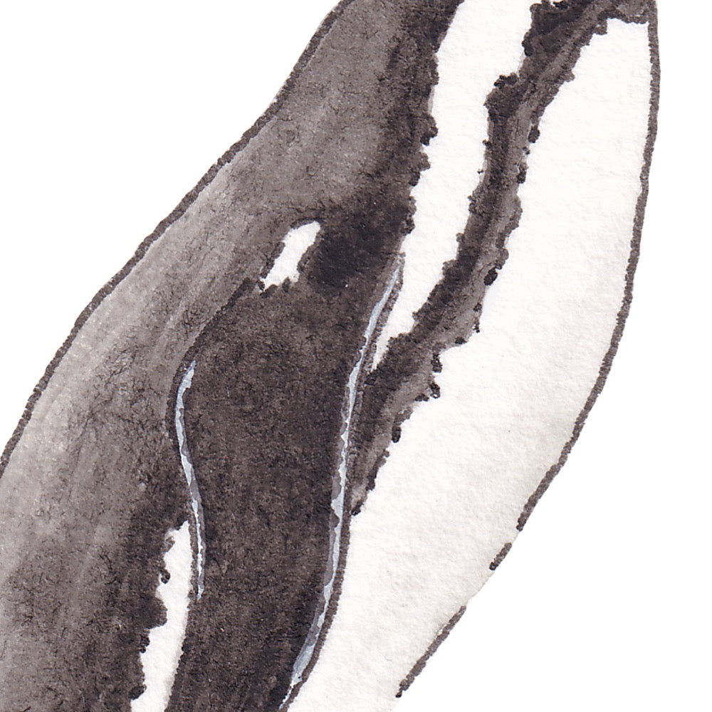 Arwil Art and Design watercolour illustration of a magellanic penguin, with gentle shading and fine line details - cropped to show detail