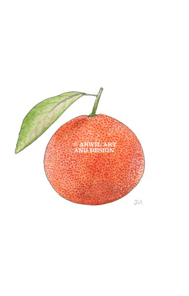 Watercolour illustration of a mandarin with a leaf, with gentle shading and fine line details. Watermark copyright Arwil Art and Design