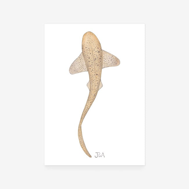 Leopard Shark Print