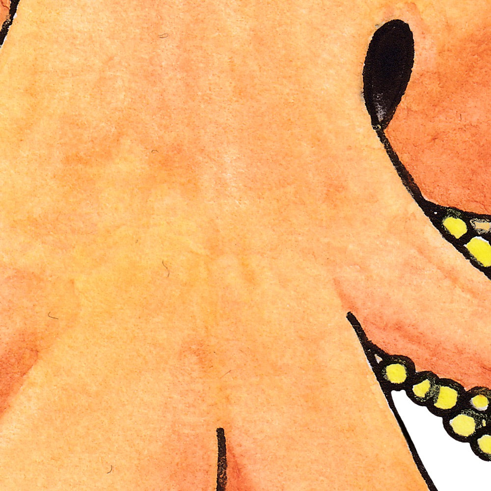 Arwil Art and Design watercolour illustration of an octopus, with gentle shading and fine line details - cropped to show detail 