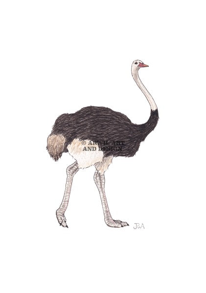 Watercolour illustration of an ostrich, with gentle shading and fine line details. Watermark copyright Arwil Art and Design