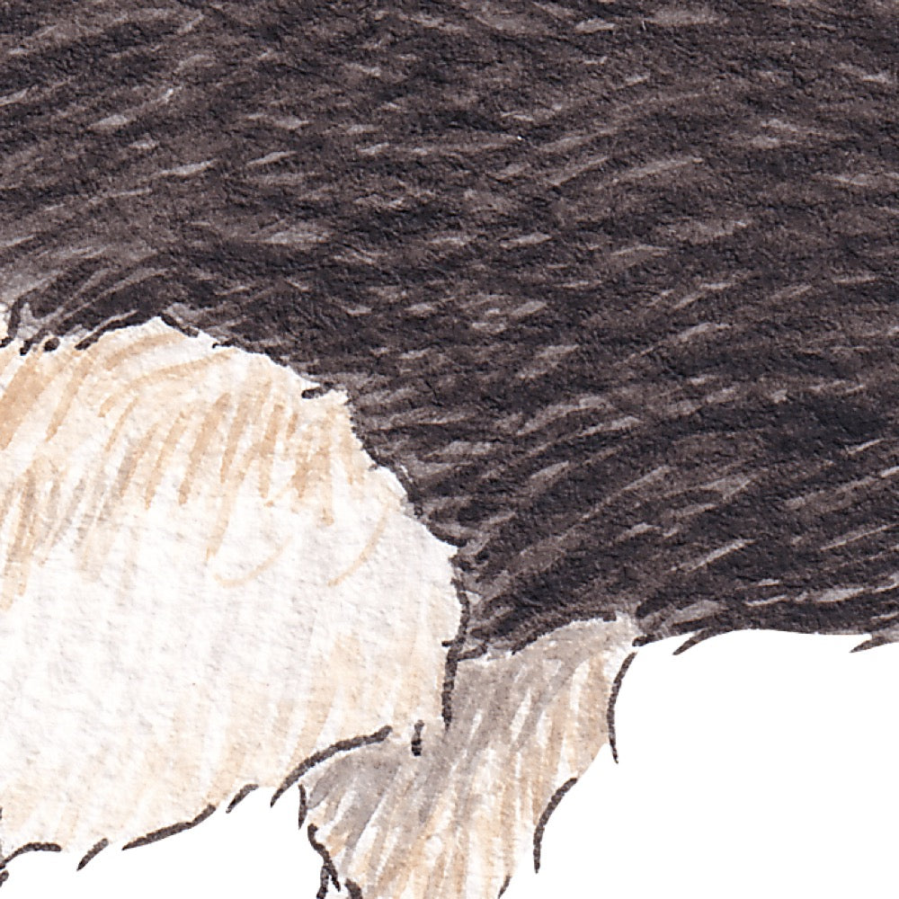 Arwil Art and Design watercolour illustration of an ostrich, with gentle shading and fine line details - cropped to show detail