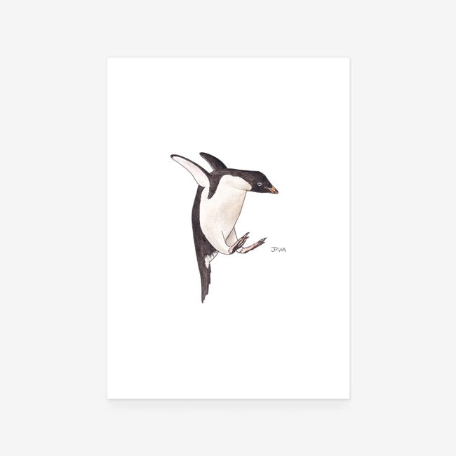 Adelie Penguin Print