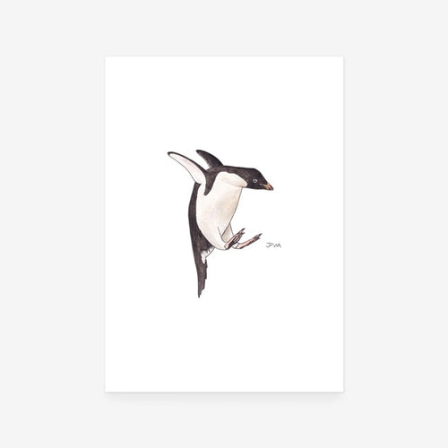 Adelie Penguin Print