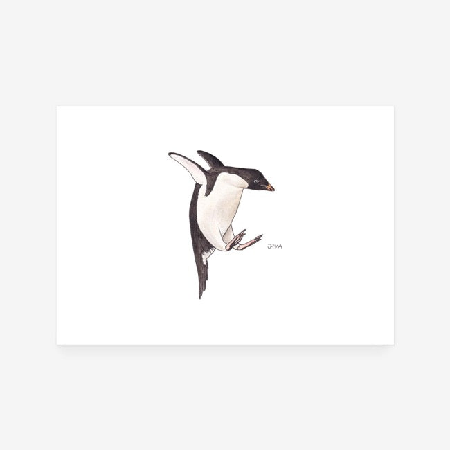 Adelie Penguin Print