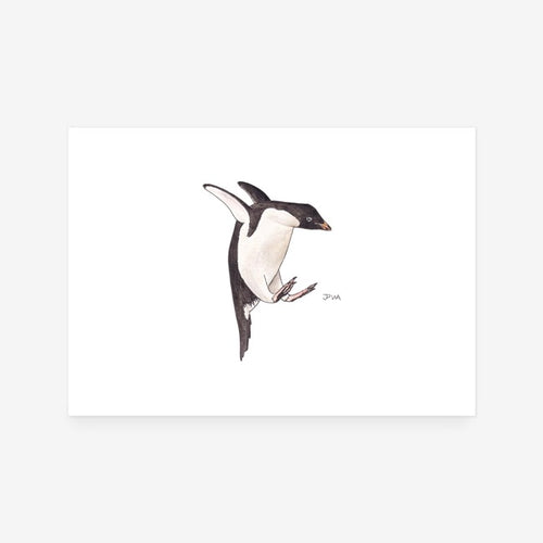 Adelie Penguin Print